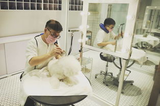 奢華寵物圈 一條狗鏈2萬(wàn)的背后，探秘明星愛(ài)寵的七星級(jí)生活方式